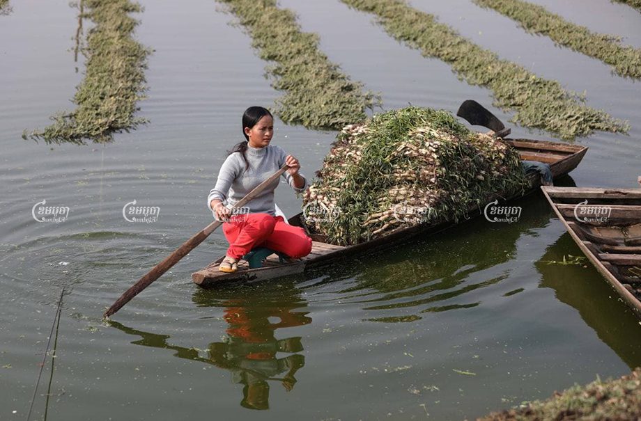 ពលរដ្ឋនៅទីក្រុងភ្នំពេញបេះបន្លែនៅតំបន់ដីសើមដែលនៅសេសសល់នៅភាគខាងត្បូងរាជធានីភ្នំពេញ ដែលកំពុងត្រូវបានអភិវឌ្ឍដោយក្រុមហ៊ុន ING Holdings ។ ខេមបូចា/ព្រីង សំរាំង