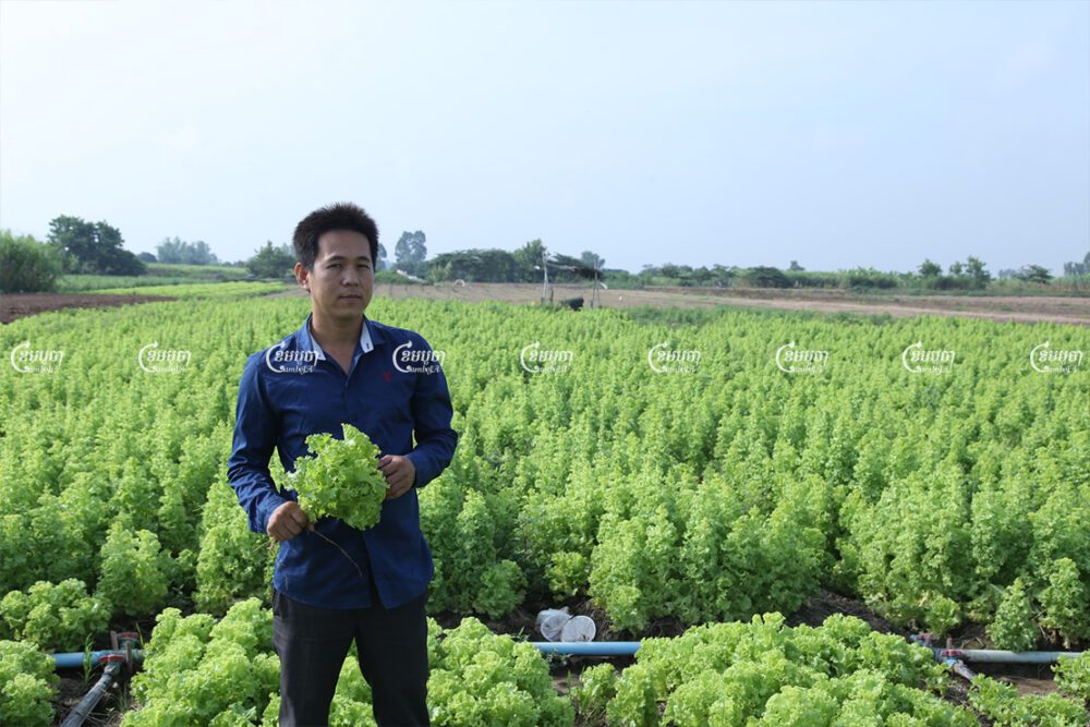 លោក តៃ សុង អ្នកដាំបន្លែនៅឃុំទឹកវិលស្រុកស្អាងខេត្តកណ្តាល កាន់សាឡាត់ដែលជិតខូច នឹងត្រៀមភ្ជួរចោលដោយសារគ្មានអ្នកទិញ នៅថ្ងៃទី២៦ ខែមេសាឆ្នាំ២០២១។ ខេមបូចា/ អាន វិចិត្រ
