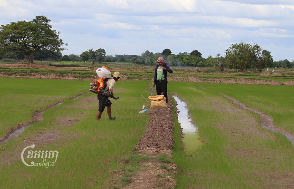 កសិករនៅស្រុកកោះធំ ខេត្តកណ្តាល កំពុងព្រោះស្រូវជួសបន្ថែម ខណៈស្រូវព្រោះមុនដុះមិនសូវល្អ។ រូបថតនៅថ្ងៃទី៨ ខែធ្នូ ឆ្នាំ២០២២។ ខេមបូចា/ អាន វិចិត្រ
