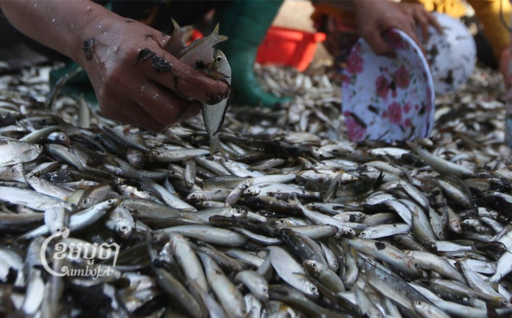 ប្រជាពលរដ្ឋរង់ចាំទិញត្រីធ្វើប្រហុកក្នុងខេត្តកណ្តាល។ រូបថតនៅថ្ងៃទី១៤ ខែធ្នូ ឆ្នាំ២០២១។ ខេមបូចា/ ព្រីង សំរាំង