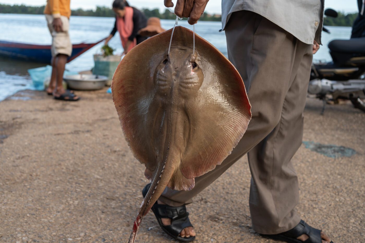ត្រីបបែលទឹកសាបទន្លេមេគង្គជិតផុតពូជមួយក្បាលនៅផ្សារត្រីមួយកន្លែងក្នុងក្រុងស្ទឹងត្រែង។ កាលពីខែមិថុនា ឆ្នាំមុន នៅតំបន់ខ្សែទឹកខាងលើក្នុងតំបន់រ៉ាមសា ត្រីបបែលទឹកសាបទម្ងន់៣០០គីឡូក្រាមត្រូវបានគេរកឃើញ។ បណ្តាញព័ត៌មានអន្តរជាតិជាច្រើនបានចុះផ្សាយពីព័ត៌មាននេះ ដោយសារវាជាត្រីបបែលទឹកសាបដ៏ធំបំផុតដែលមិនធ្លាប់ត្រូវបានគេកត់ត្រាក្នុងពិភពលោក។ ត្រីបបែលទឹកសាបតូចជាងនេះប្រហែលជាបានងាប់នៅពេលវាជាប់សំណាញ់អ្នកនេសាទ។ (រូបភាព៖ Andy Ball/ The Third Pole)