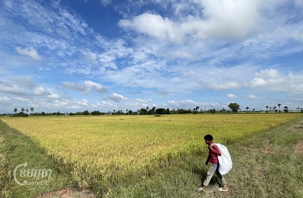 ក្មេងប្រុសម្នាក់ដើរច្រូតស្មៅនៅក្បែរវាលស្រែដែលមានស្រូវជិតប្រមូលផល ក្នុងស្រុកកណ្ដាលស្ទឹង ខេត្តកណ្ដាល។ រូបថតថ្ងៃទី២ ខែវិច្ឆិការ ឆ្នាំ២០២៣។ (ខេមបូចា/ ព្រីង សំរាំង)