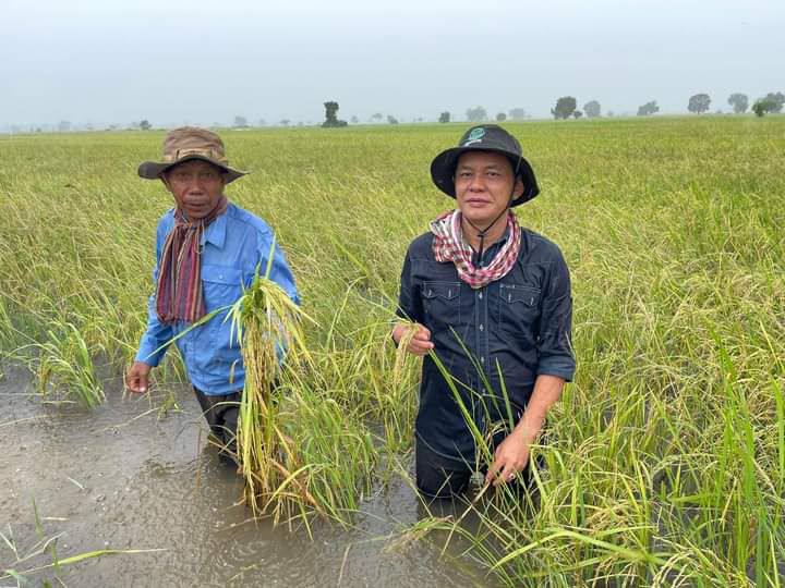អាជ្ញាធរចុះត្រួតពិនិត្យស្រូវរបស់កសិករនៅក្នុងរដូវច្រូតកាត់ស្របពេលទឹកកំពុងជន់លិច។ (រូបថត៖ សាន់ ដារ៉ូ)
