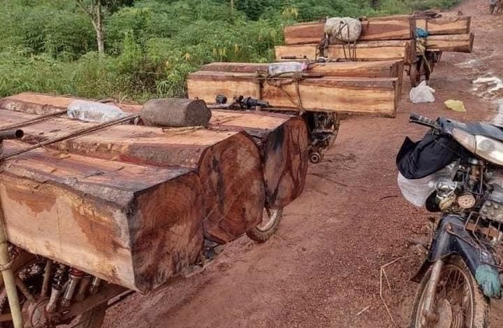 ម៉ូតូដឹកឈើបញ្ឈរចោលនៅតាមផ្លូវ នៅក្នុងព្រៃសហគមន៍ឡុំ ស្រុកអូរយ៉ាដាវ ខេត្តរតនគិរី កាលពីខែកញ្ញា ឆ្នាំ២០២៣។ (រូបភាពផ្តល់ឱ្យ)