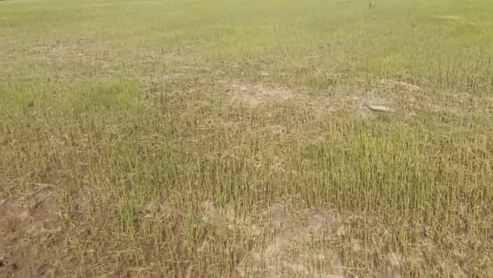 ទិដ្ឋភាពស្រែប្រាំងរបស់កសិករដែលខ្វះទឹក ក្នុងភូមិអញ្ចាញរូង ឃុំអញ្ចាញរូង ស្រុកបរិបូណ៍ ខេត្តកំពង់ឆ្នាំ។ រូបថតនៅថ្ងៃទី២៤ ខែមករា ឆ្នាំ២០២៤។ (រូបភាពផ្តល់ឱ្យ)