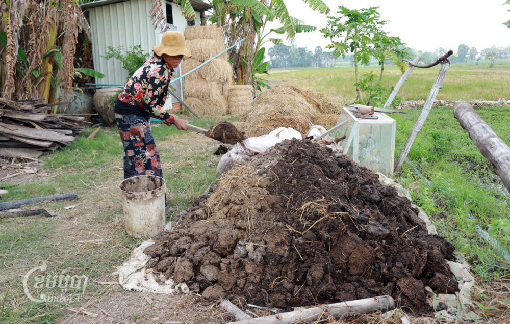ស្ត្រីជាកសិករម្នាក់កំពុងតែធ្វើសកម្មភាពកើបលាមកគោដាក់ដំណាំនៅក្នុងចម្ការរបស់គាត់នៅថ្ងៃទី៣ ខែមករា ឆ្នាំ២០២៤ ស្ថិតក្នុងភូមិពោធិ៍អណ្តែត សង្កាត់ព្រែកស្តី ក្រុងសំពៅពូន ខេត្តកណ្តាល។ (ខេមបូចា/ អាន វិចិត្រ)