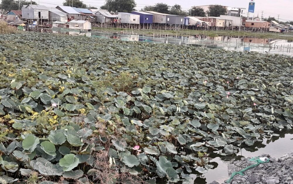 ទិដ្ឋភាពនៅខាងក្រោយផ្ទះរបស់ប្រជាសហគមន៍បឹងតាមោក និងជាទីតាំងដែលនឹងត្រូវអនុវត្តគម្រោងអភិវឌ្ឍន៍ប្រឡាយមេរំដោះទឹក។ (រូបភាព៖ ផ្ដល់ឲ្យ)