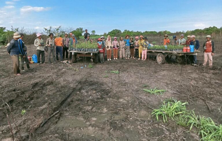 ប្រជាសហគមន៍ចូលរួមដាំស្តារព្រៃលិចទឹកនៅបឹងទន្លេសាបកន្លងមក។ (អង្គការអភិរក្សអន្តរជាតិកម្ពុជា)