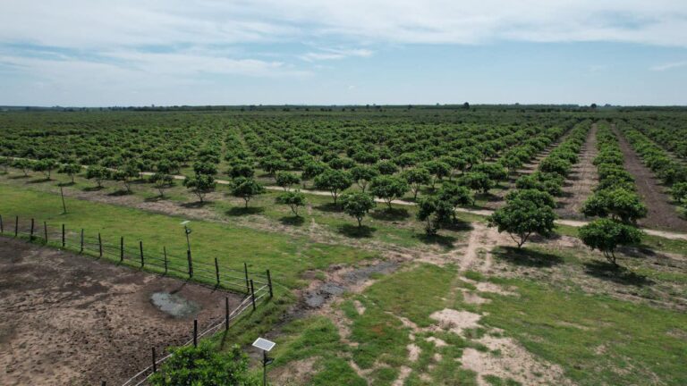 ទិដ្ឋភាពចម្ការស្វាយចន្ទីនៅក្នុងខេត្តកំពង់ធំដែលផុសក្នុងផេកមន្ទីរកសិកម្មខេត្តកំពង់ធំកាលពីខែឧសភា ឆ្នាំ២០២៣។