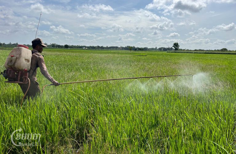 កសិករម្នាក់កំពុងតែបាញ់ថ្នាំសម្លាប់សត្វរុយសដែលបំផ្លាញស្រូវរបស់គាត់នៅក្រុងសំពៅពូន ខេត្តកណ្តាល នាថ្ងៃទី៧ ខែកក្កដា ឆ្នាំ២០២៤។ (ខេមបូចា/ អាន វិចិត្រ)