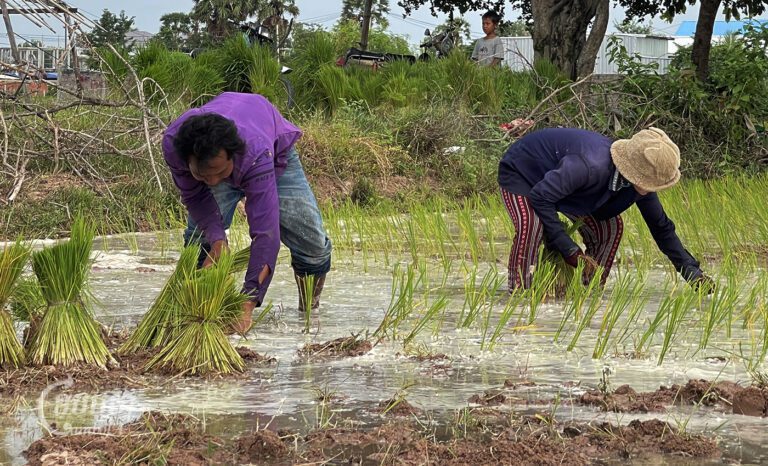 កសិករកំពុងស្ទូងស្រូវនៅតំបន់មួយជាយរាជធានីភ្នំពេញ កាលពីថ្ងៃទី២៨ ខែកក្កដា ឆ្នាំ២០២៤។ (ខេមបូចា/ ឃី សុវុឌ្ឍី)