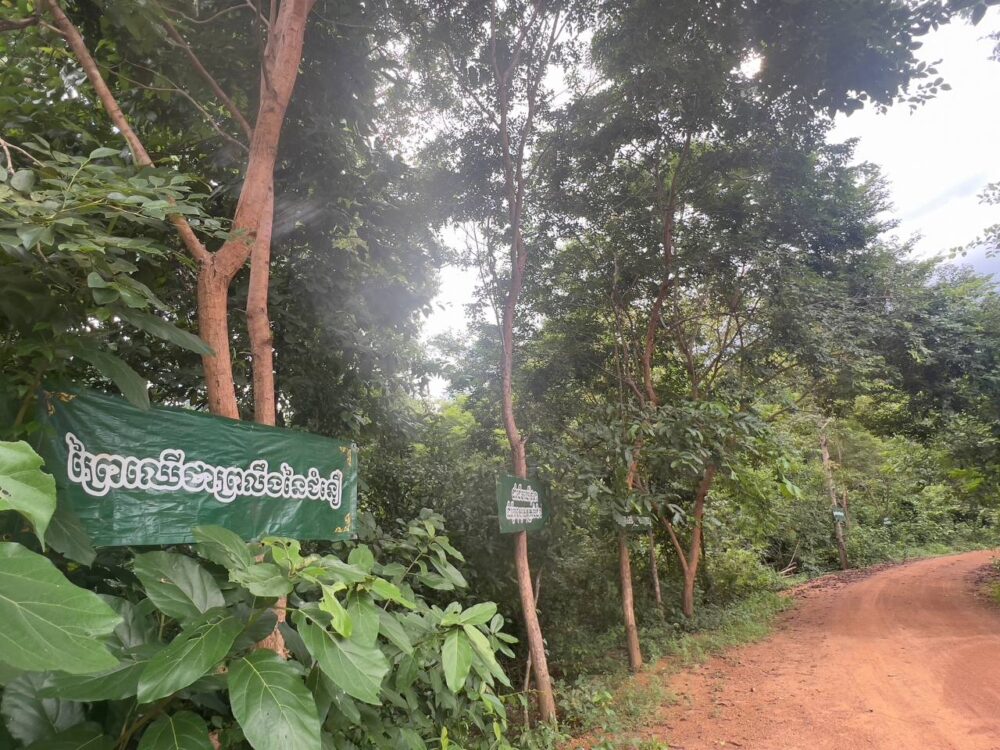 ផ្នែកមួយនៃតំបន់ដែនជម្រកសត្វព្រៃសង្ឃរុក្ខាវ័ន្ត ក្នុងខេត្តឧត្តរមានជ័យ។ រូបថតនៅពីថ្ងៃទី២៥ ខែសីហា ឆ្នាំ២០២៣។ (រូបថត៖ ទ្រី ថានី)