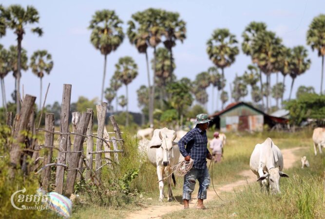 បុរសម្នាក់កំពុង​ដឹកគោឲ្យ​ស៊ីស្មៅ​ក្នុង​ខេត្ត​កំពង់ស្ពឺកាលពីថ្ងៃទី៨ ខែធ្នូ ឆ្នាំ២០២៤។ ​(ខេមបូចា/ព្រីង សំរាំង)
