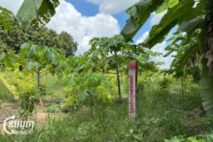 បង្គោលព្រំសម្រាប់គម្រោងព្រែកជីកហ្វូណនតេជោ ស្ថិតនៅក្នុងចម្ការក្នុងស្រុកកៀនស្វាយ ខេត្តកណ្តាល។ រូបថតថ្ងៃទី៦ ខែឧសភា ឆ្នាំ២០២៥។ (ខេមបូចា/ស៊ើង និមល់)
