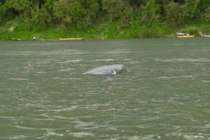 សត្វផ្សោតហែលក្នុងអន្លង់កាំពីនៃទន្លេងមេគង្គ ខេត្តក្រចេះ នៅថ្ងៃទី១៧ ខែឧសភា ឆ្នាំ២០២៥។ (រូបថត៖ ឃុត ពិសី)