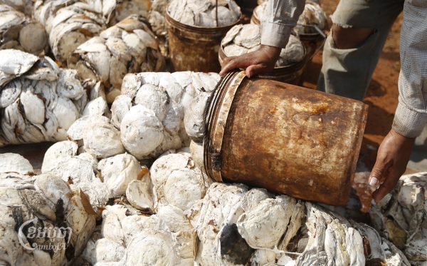 កម្មករប្រមូលជ័រកៅស៊ូនៅចម្ការមួយកន្លែង ក្នុងខេត្តត្បូងឃ្មុំ ថ្ងៃទី១០ ខែកុម្ភៈ ឆ្នាំ២០១៩។ (ខេមបូចា/ព្រីង សំរាំង)