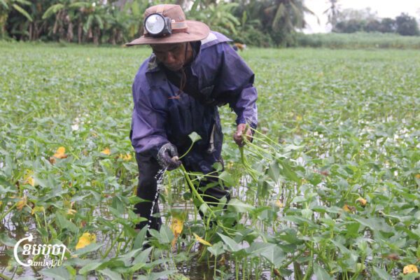 លោក កែម ម៉ៅ បានក្រោកឡើងបេះត្រកួន តាំងពីម៉ោង២យប់ រហូតដល់ព្រឹកម៉ោង៧ ដើម្បីយកទៅលក់ឱ្យម៉ូយ កាលពីថ្ងៃទី៤ ខែវិច្ឆិកា ខណៈមុខរបរដាំត្រកួនទឹកនេះ លោកបានធ្វើចូល៥ឆ្នាំហើយ ដើម្បីរកចំណូលផ្គត់ផ្គង់គ្រួសារ ជំនួសការធ្វើស្រែដែលតែងតែខាតដើម។ (ខេមបូចា/ ស៊ា បញ្ញា)