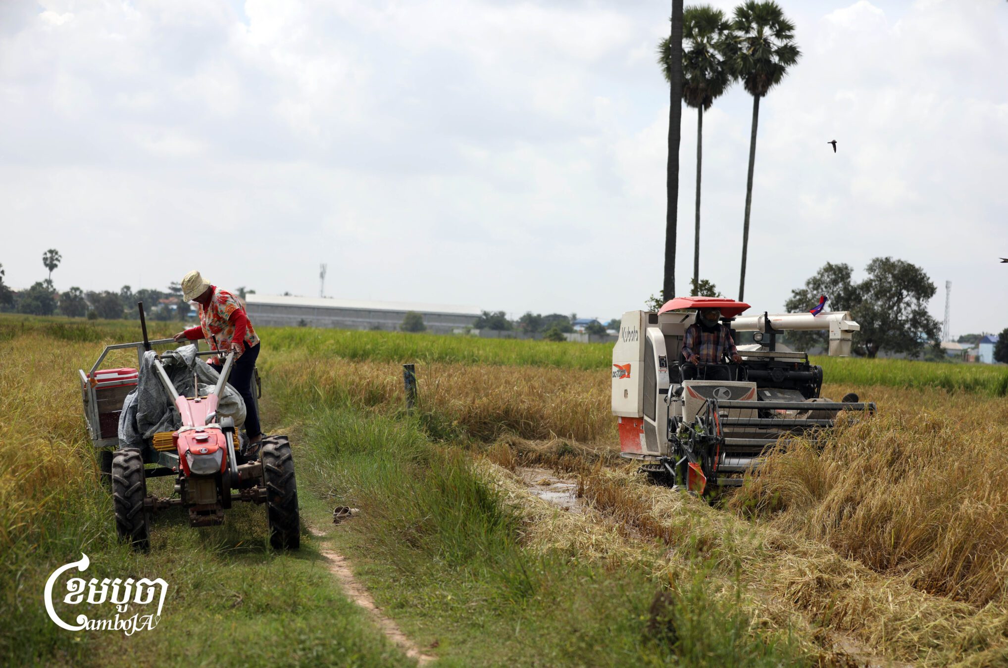 កសិករ​កំពុង​ប្រមូល​ផល​ស្រូវ​ដែល​ទើប​ច្រូតកាត់​ថ្មីៗ​នៅ​ជាយក្រុង​ភ្នំពេញ នៅ​ថ្ងៃទី១១ ខែវិច្ឆិកា ឆ្នាំ២០២៥។ មនុស្សជាច្រើន​នៅតែ​រងផលប៉ះពាល់​ដោយសារ​ការធ្លាក់ចុះ​នៃ​តម្លៃ ដែល​បាន​ធ្លាក់ចុះ​មក​ត្រឹម​ប្រហែល ៦០០ ទៅ ៩០០ រៀល​ក្នុង​មួយ​គីឡូក្រាម។ រដ្ឋាភិបាល​បាន​ចាក់​បញ្ចូល​ថវិកា​ចំនួន ៤០ លាន​ដុល្លារ​តាមរយៈ ARDB ដើម្បី​ជួយ​រោងម៉ាស៊ីនកិនស្រូវ​ទិញ​ស្រូវ និង​ដំណាំ​ផ្សេងៗ​ទៀត​ក្នុង​តម្លៃសមរម្យ។ (ខេមបូចា/ព្រីង សំរាំង)