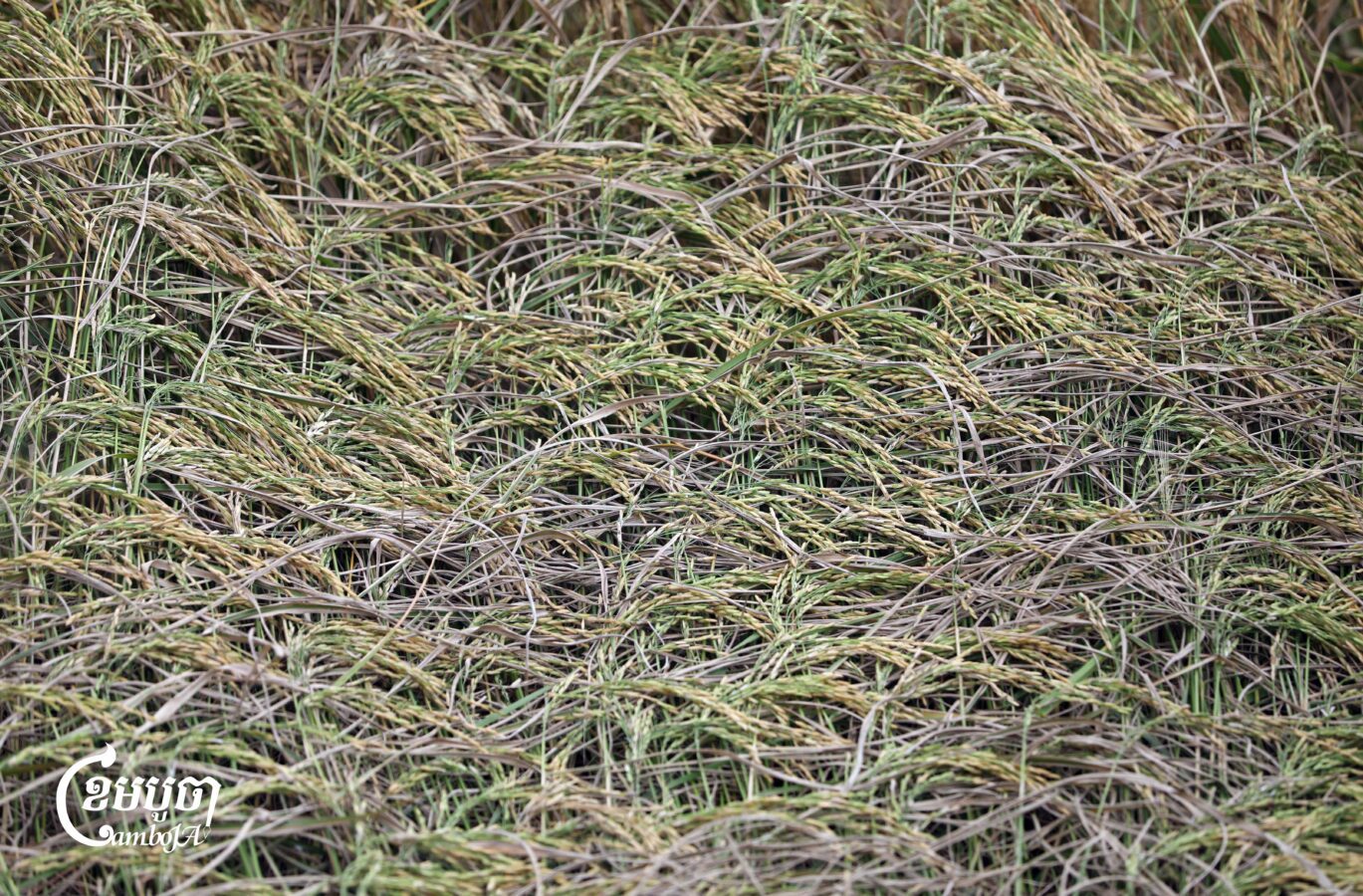 កសិករកំពុងប្រមូលផលស្រូវដែលទើបច្រូតកាត់ថ្មីៗនៅជាយក្រុងភ្នំពេញ នៅថ្ងៃទី១១ ខែវិច្ឆិកា ឆ្នាំ២០២៥។ មនុស្សជាច្រើននៅតែរងផលប៉ះពាល់ដោយសារការធ្លាក់ចុះនៃតម្លៃ ដែលបានធ្លាក់ចុះមកត្រឹមប្រហែល ៦០០ ទៅ ៩០០ រៀលក្នុងមួយគីឡូក្រាម។ រដ្ឋាភិបាលបានចាក់បញ្ចូលថវិកាចំនួន ៤០ លានដុល្លារតាមរយៈ ARDB ដើម្បីជួយរោងម៉ាស៊ីនកិនស្រូវទិញស្រូវ និងដំណាំផ្សេងៗទៀតក្នុងតម្លៃសមរម្យ។ (ខេមបូចា/ព្រីង សំរាំង)