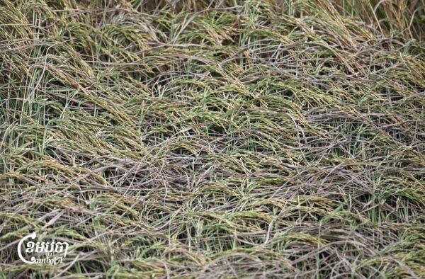 កសិករ​កំពុង​ប្រមូល​ផល​ស្រូវ​ដែល​ទើប​ច្រូតកាត់​ថ្មីៗ​នៅ​ជាយក្រុង​ភ្នំពេញ នៅ​ថ្ងៃទី១១ ខែវិច្ឆិកា ឆ្នាំ២០២៥។ មនុស្សជាច្រើន​នៅតែ​រងផលប៉ះពាល់​ដោយសារ​ការធ្លាក់ចុះ​នៃ​តម្លៃ ដែល​បាន​ធ្លាក់ចុះ​មក​ត្រឹម​ប្រហែល ៦០០ ទៅ ៩០០ រៀល​ក្នុង​មួយ​គីឡូក្រាម។ រដ្ឋាភិបាល​បាន​ចាក់​បញ្ចូល​ថវិកា​ចំនួន ៤០ លាន​ដុល្លារ​តាមរយៈ ARDB ដើម្បី​ជួយ​រោងម៉ាស៊ីនកិនស្រូវ​ទិញ​ស្រូវ និង​ដំណាំ​ផ្សេងៗ​ទៀត​ក្នុង​តម្លៃសមរម្យ។ (ខេមបូចា/ព្រីង សំរាំង)