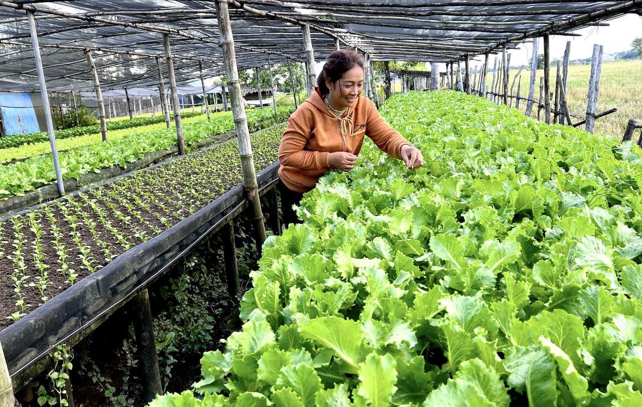 អ្នកស្រី ថៃ សូដា អនុប្រធានសហគមន៍​​កសិកម្ម​បន្លែសុវត្ថិភាព ស្រុកសូទ្រនិគម ខេត្តសៀមរាប កំពុង​មើលថែបន្លែរបស់​ខ្លួន​។ (រូបភាពផ្តល់ឱ្យ)