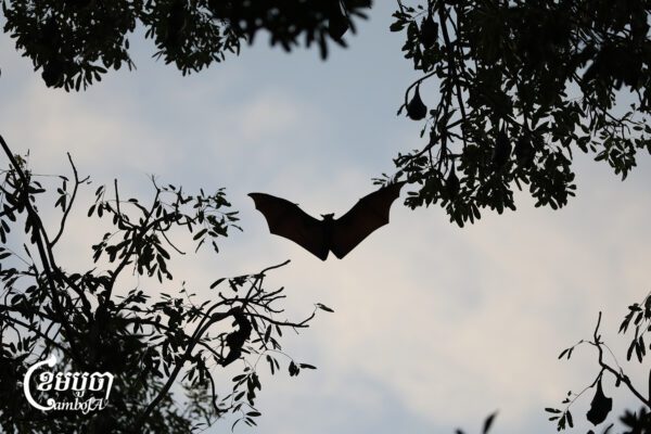 ជ្រឹងមួយ​ក្បាលកំពុង​ហោះហើរ​ក្បែរមែកឈើ ខណៈជ្រឹងជាច្រើនក្បាលទៀតកំពុងតោងមែកឈើនៅ​សួន​វត្ត​ភ្នំ ​ក្នុង​រាជធានីភ្នំពេញ ថ្ងៃទី​២៧ ខែ​មករា ឆ្នាំ​២០២៦​។ (ខេមបូចា/ព្រីង សំរាំង)